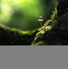 beautiful-macro-shot-of-single-forest-mushroom-2023-08-19-05-40-49-utc