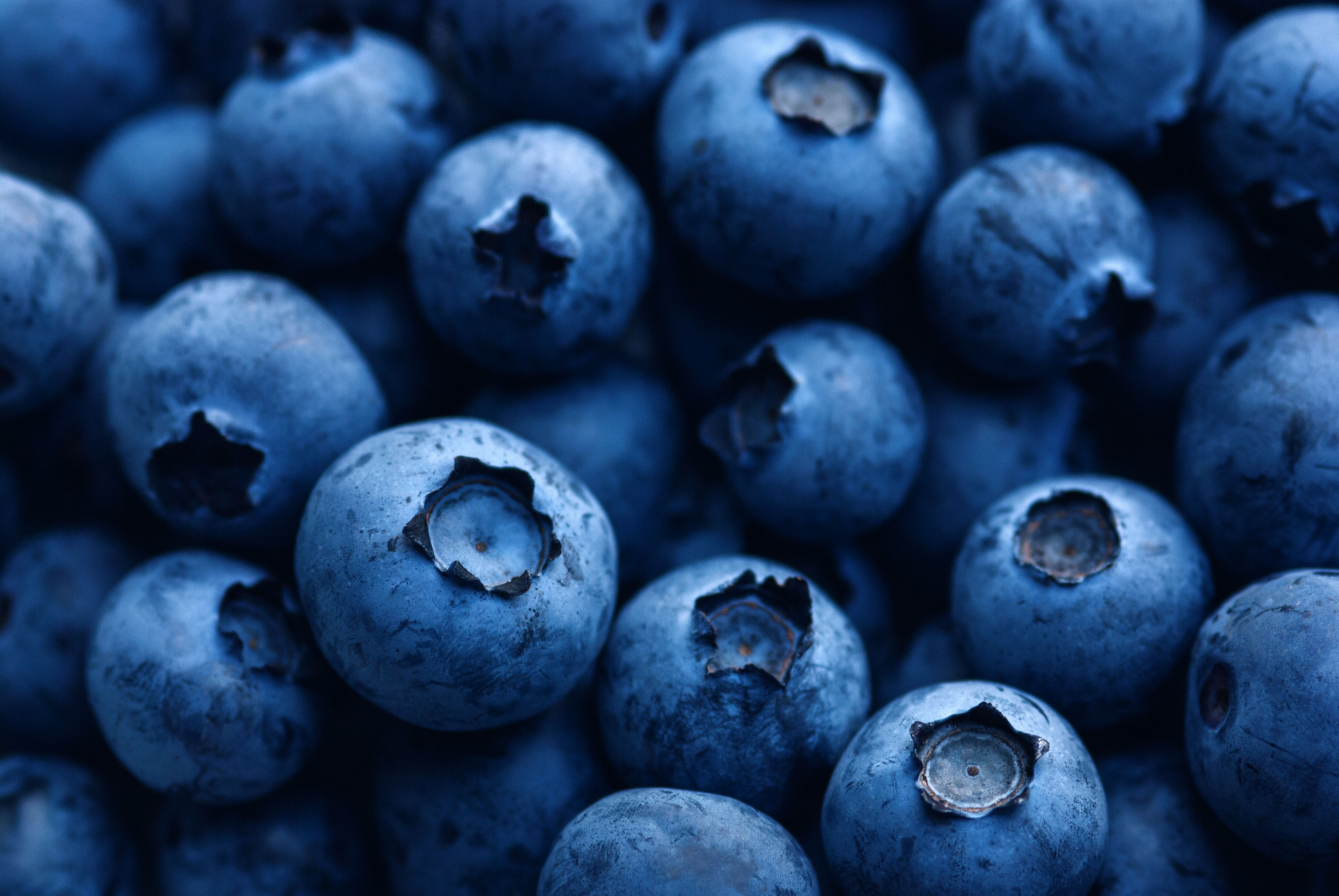 dark-blue-ripe-blueberry-macro-close-up-2023-04-07-00-06-46-utc