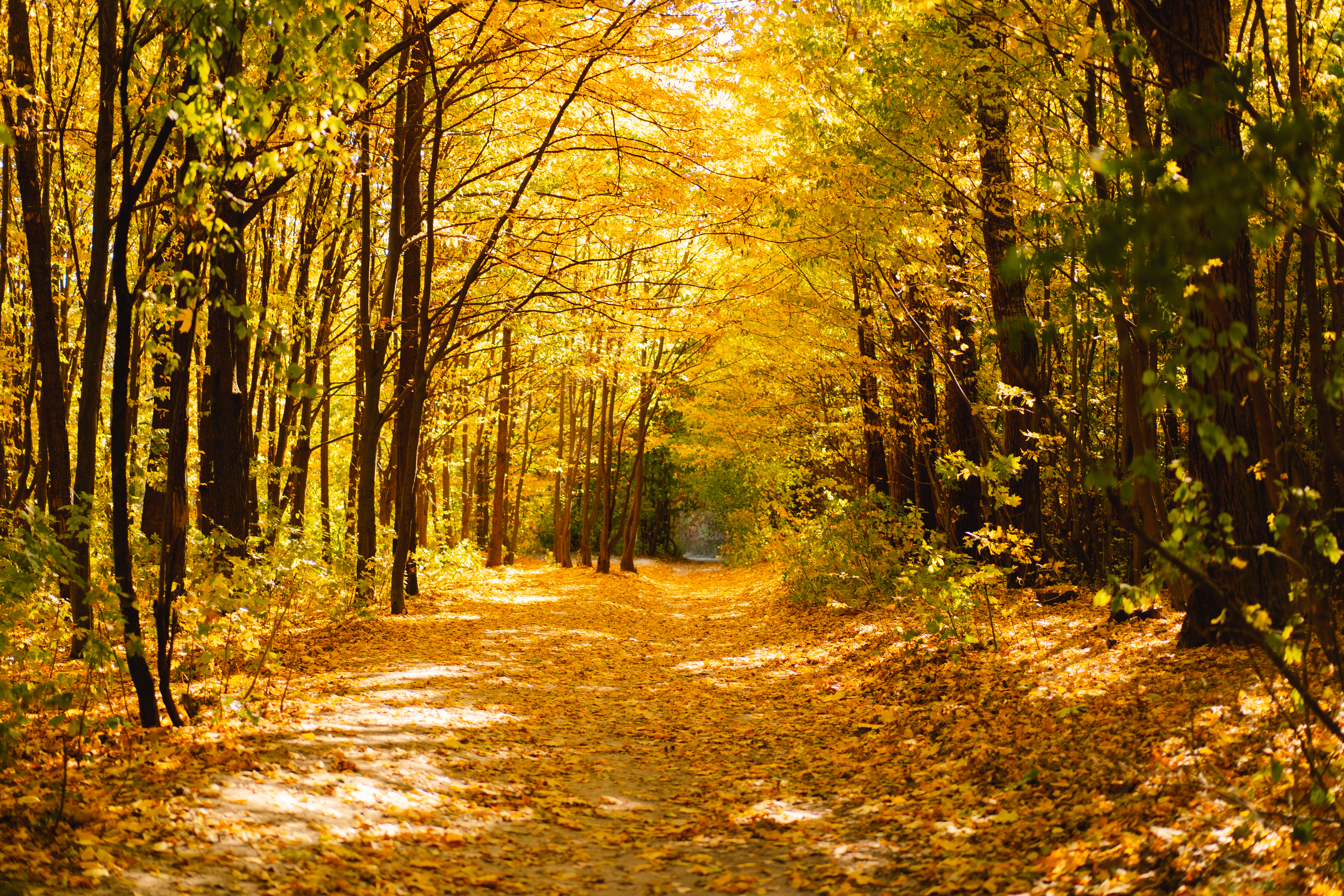 forest-autumn-in-sunny-autumn-weather-autumn-land-2021-10-21-16-48-12-