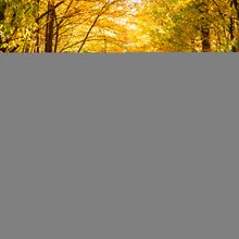 forest-autumn-in-sunny-autumn-weather-autumn-land-2021-10-21-16-48-12-