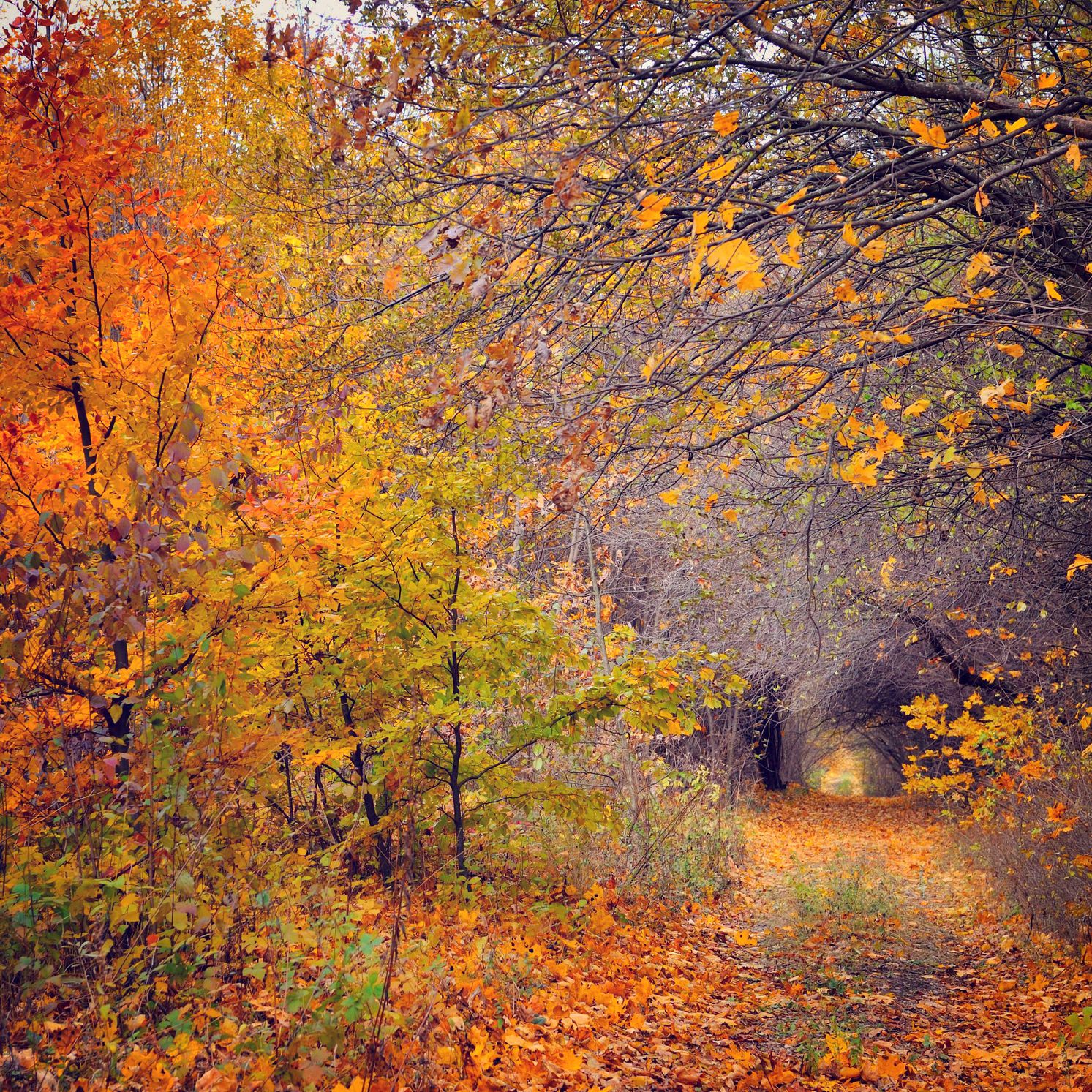 pathway-through-the-autumn-forest-2022-02-02-05-07-24-utc